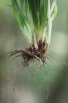 Kral's sedge